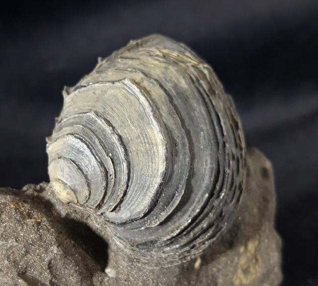 Circomphalus basteroti-taurinensis (SACCO 1900) - Bild &copy; FossNet FossilienStore